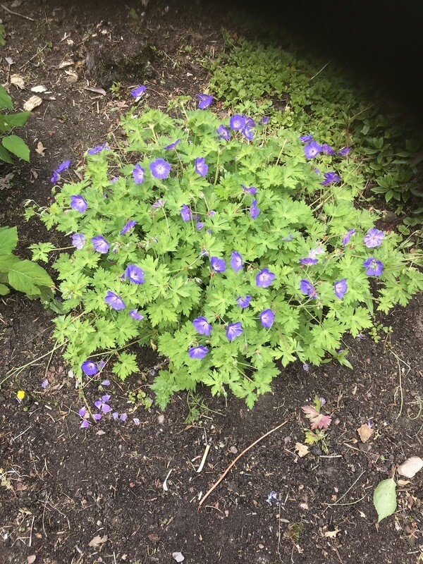 Geranium Rozanne tough Carpet Plant .. The true 'Rozanne'. Flowers non stop from May until October. Winter hardy and lasts for years.