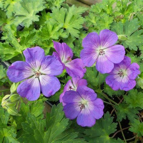 Geranium Rozanne tough Carpet Plant .. The true 'Rozanne'. Flowers non stop from May until October. Winter hardy and lasts for years.