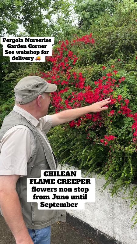 CHILEAN FLAME CREEPER lasts forever flowers from June Until September . Happy scrambling Into hedges or trees Potted plants pruned down ready for planting