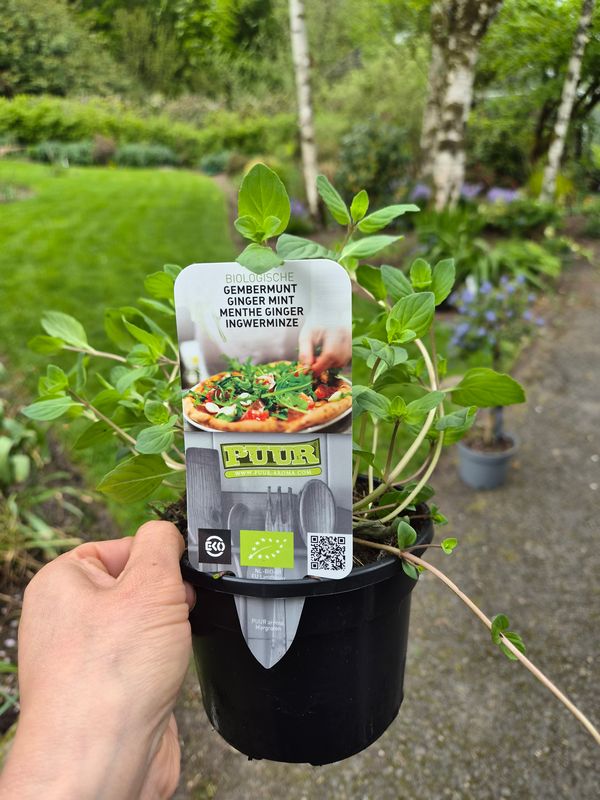 Ginger Mint