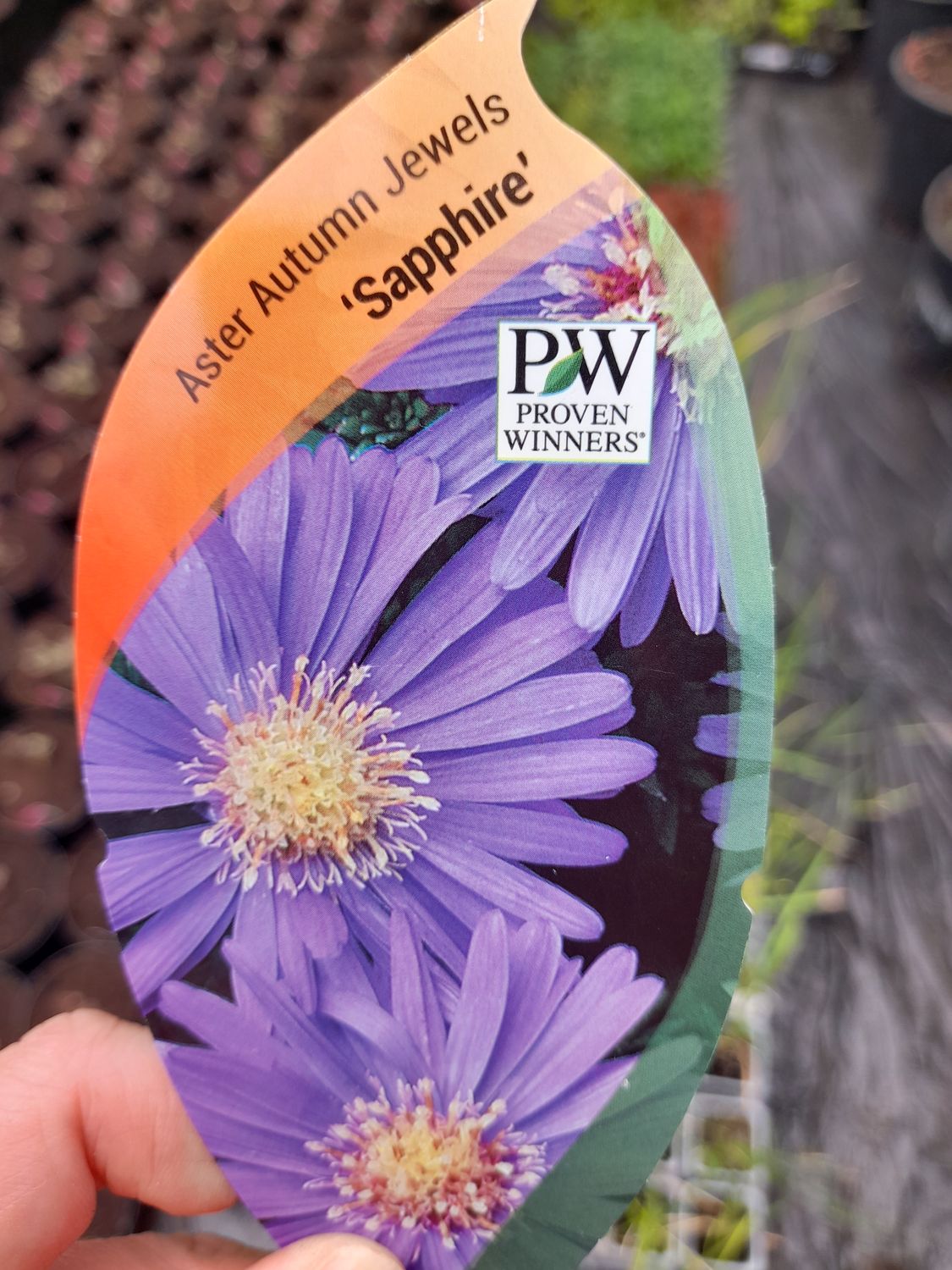 ASTER AUTUMN JEWEL ''SAPPHIRE'' pruned back ready for planting)flowers for months in summer and autumn. Winter hardy and lasts for years . Planting time is from now. Good in sun or half shade