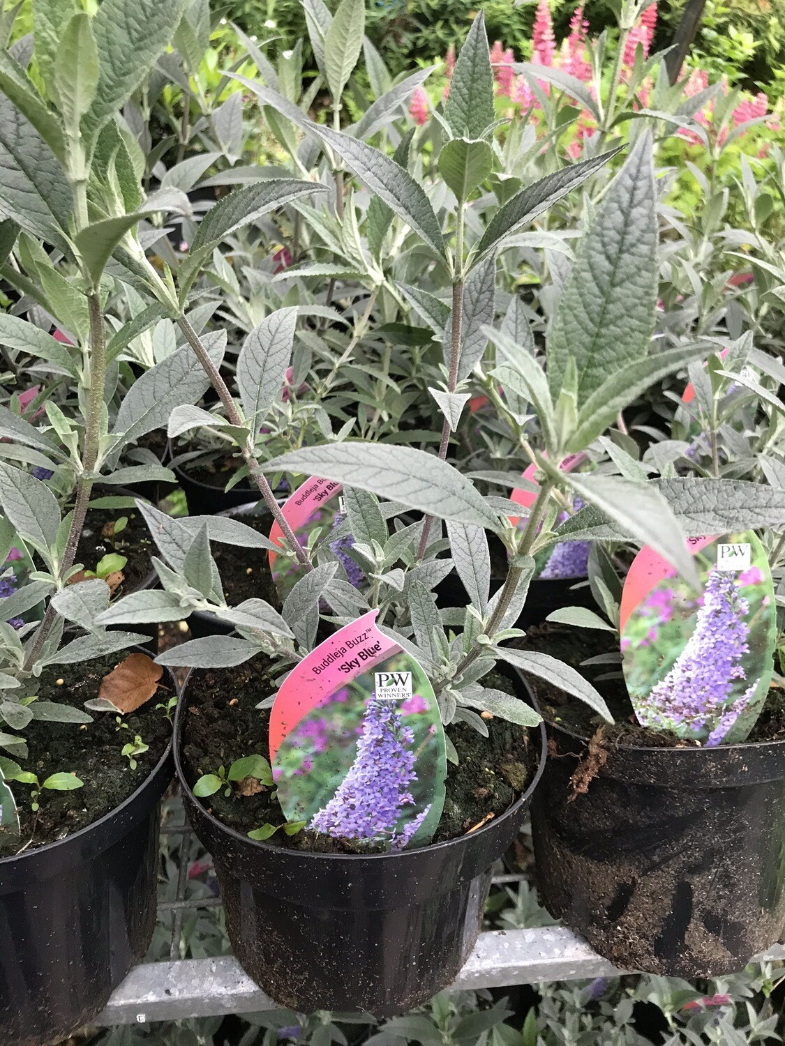 BUDDLEIA BUZZ SKY BLUE Dwarf Butterfly Bush flowers non stop from June until October with blue /light purple fragrant flowers ,,Good In pots or beds! NATIONWIDE DELIVERY