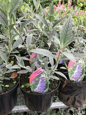 BUDDLEIA BUZZ SKY BLUE Dwarf Butterfly Bush flowers non stop from June until October with blue /light purple fragrant flowers ,,Good In pots or beds! NATIONWIDE DELIVERY BUDDLEIA BUZZ SKY BLUE Dwarf Butterfly Bush flowers non stop from June until October with blue /light purple fragrant flowers ,,Good In pots or beds! NATIONWIDE DELIVERY