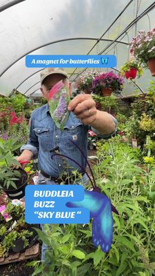 BUDDLEIA BUZZ SKY BLUE Dwarf Butterfly Bush flowers non stop from June until October with blue /light purple fragrant flowers ,,Good In pots or beds! NATIONWIDE DELIVERY
