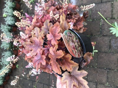 HEUCHERELLA ''BRASS LANTERN'' evergreen and changes foliage colours with the seasons NATIONWIDE DELIVERY