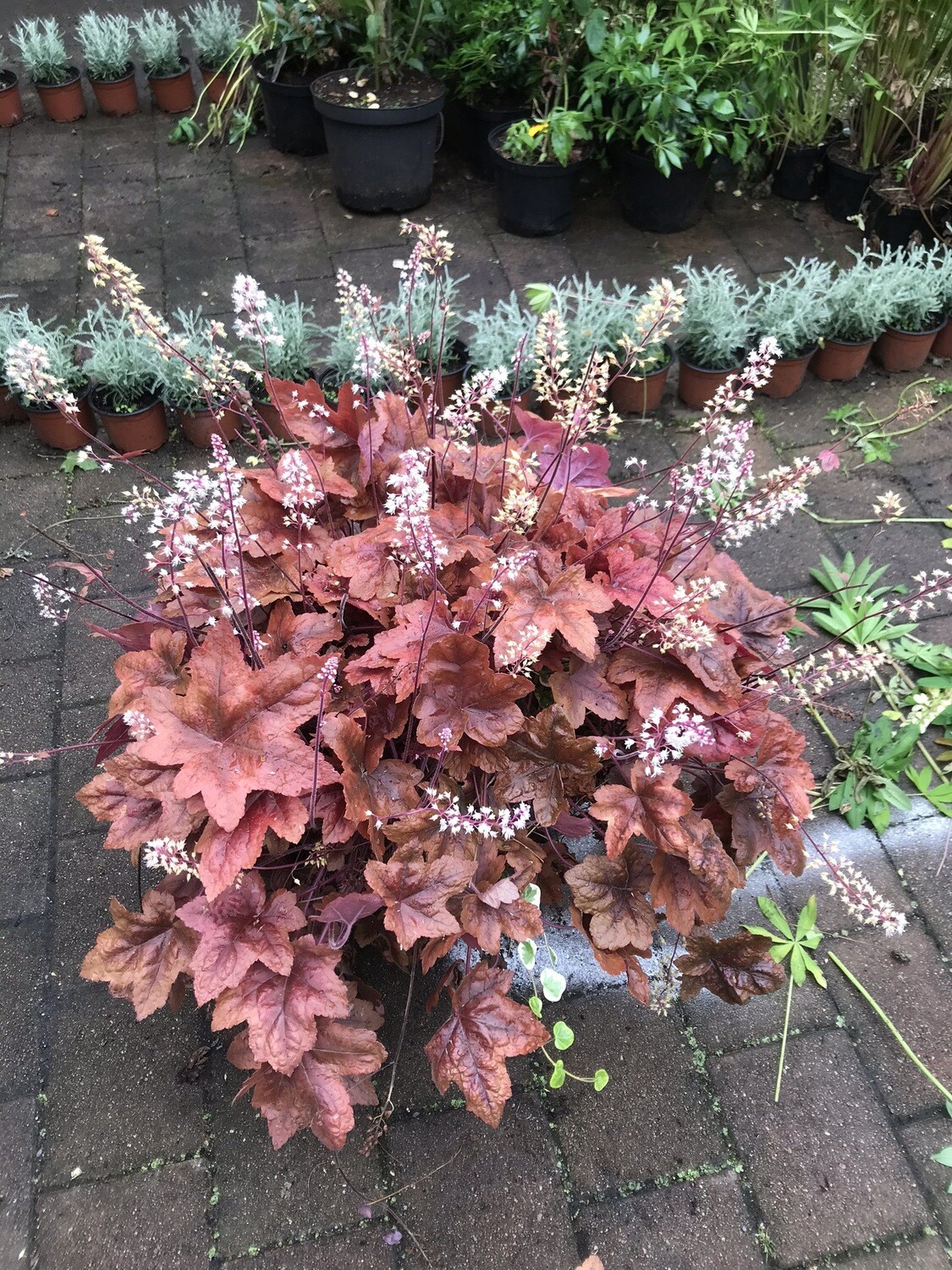 HEUCHERELLA ''BRASS LANTERN'' evergreen and changes foliage colours with the seasons NATIONWIDE DELIVERY