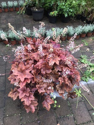 HEUCHERELLA ''BRASS LANTERN'' evergreen and changes foliage colours with the seasons NATIONWIDE DELIVERY