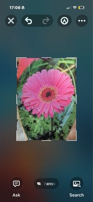 GERBERA SWEET SPARKLE Shocking Pink ..will flower non stop until October . Perfect for pots ,beds or rockeries