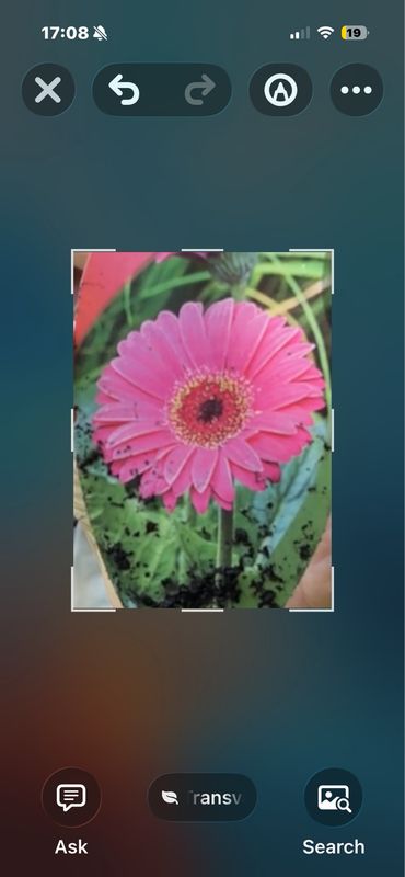 GERBERA SWEET SPARKLE Shocking Pink ..will flower non stop until October . Perfect for pots ,beds or rockeries