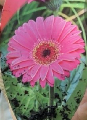 GERBERA SWEET SPARKLE Shocking Pink ..will flower non stop until October . Perfect for pots ,beds or rockeries
