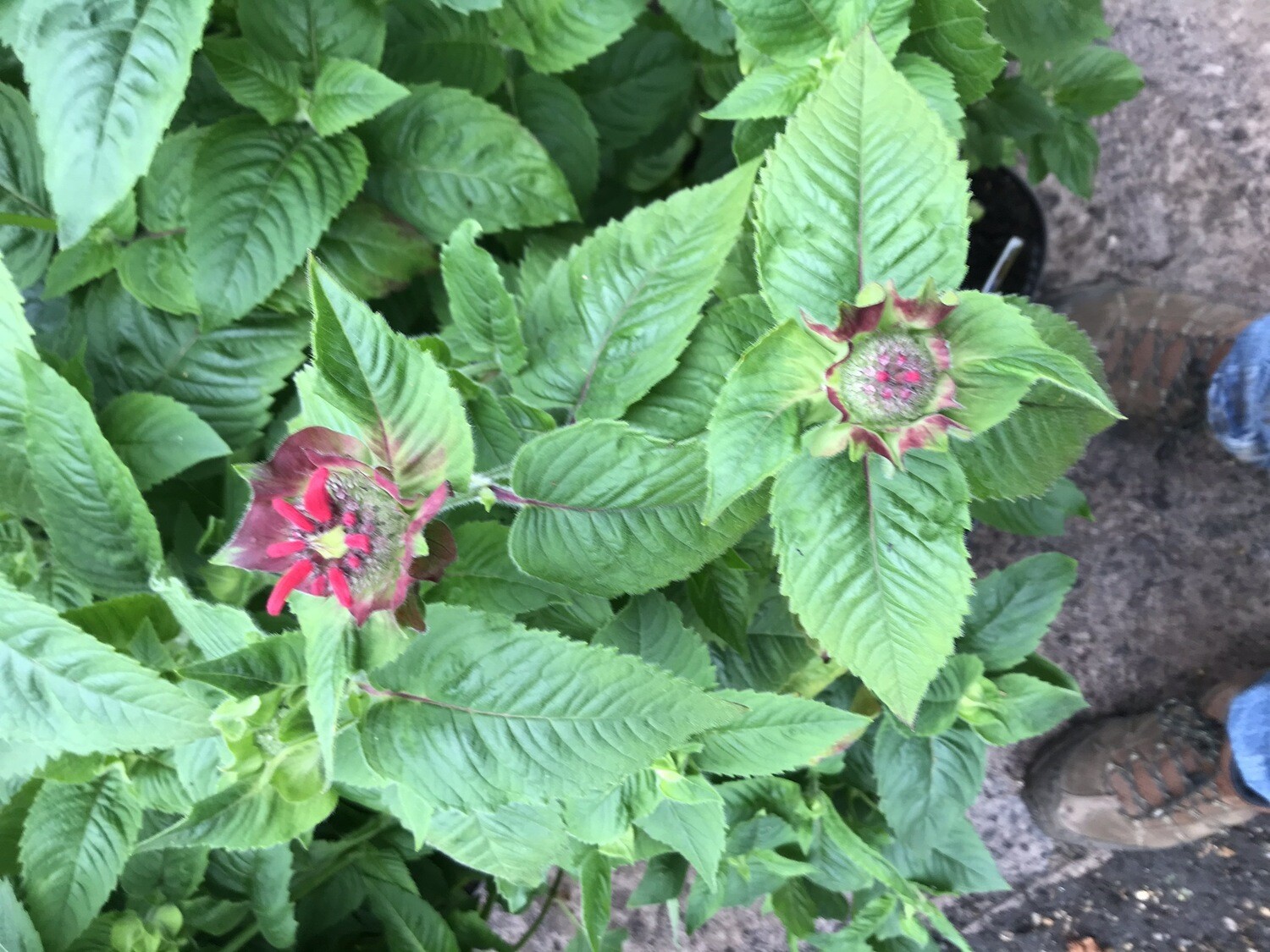 Monarda Fireball A fragrant and hardy bergamot that flowers for months. Loved by bees and pollinators.