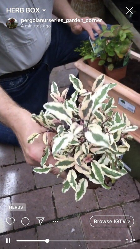 SAGE TRICOLOUR for pots  ,beds or rockeries ALL IRELAND DELIVERY