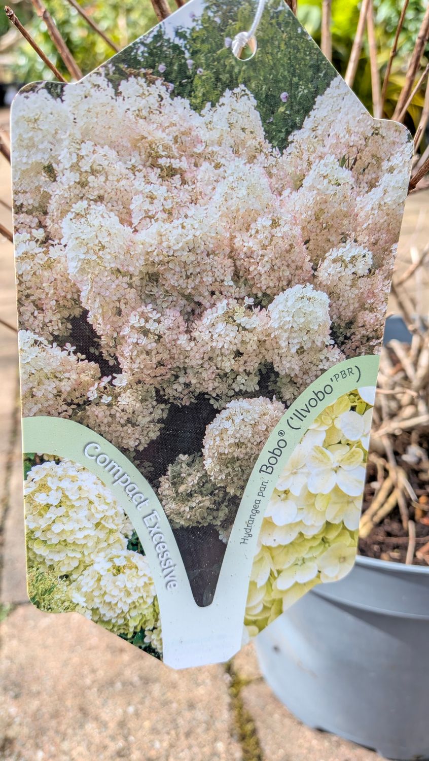 HYDRANGEA BOBO Large size