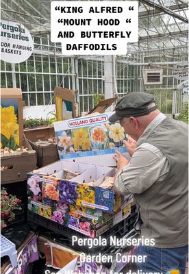 50 Daffodil Large Flowering 'King Alfred'