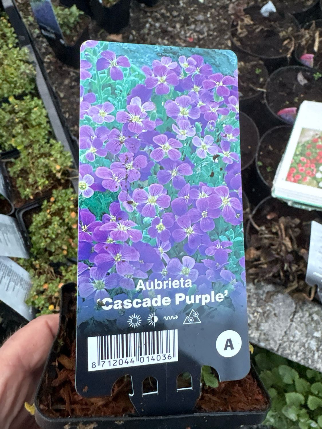 AUBRETIA PURPLE CASCADE a hardy carpet plant that loves spreading on banks and spilling over walls and kerbs Months of colour and lasts for years !