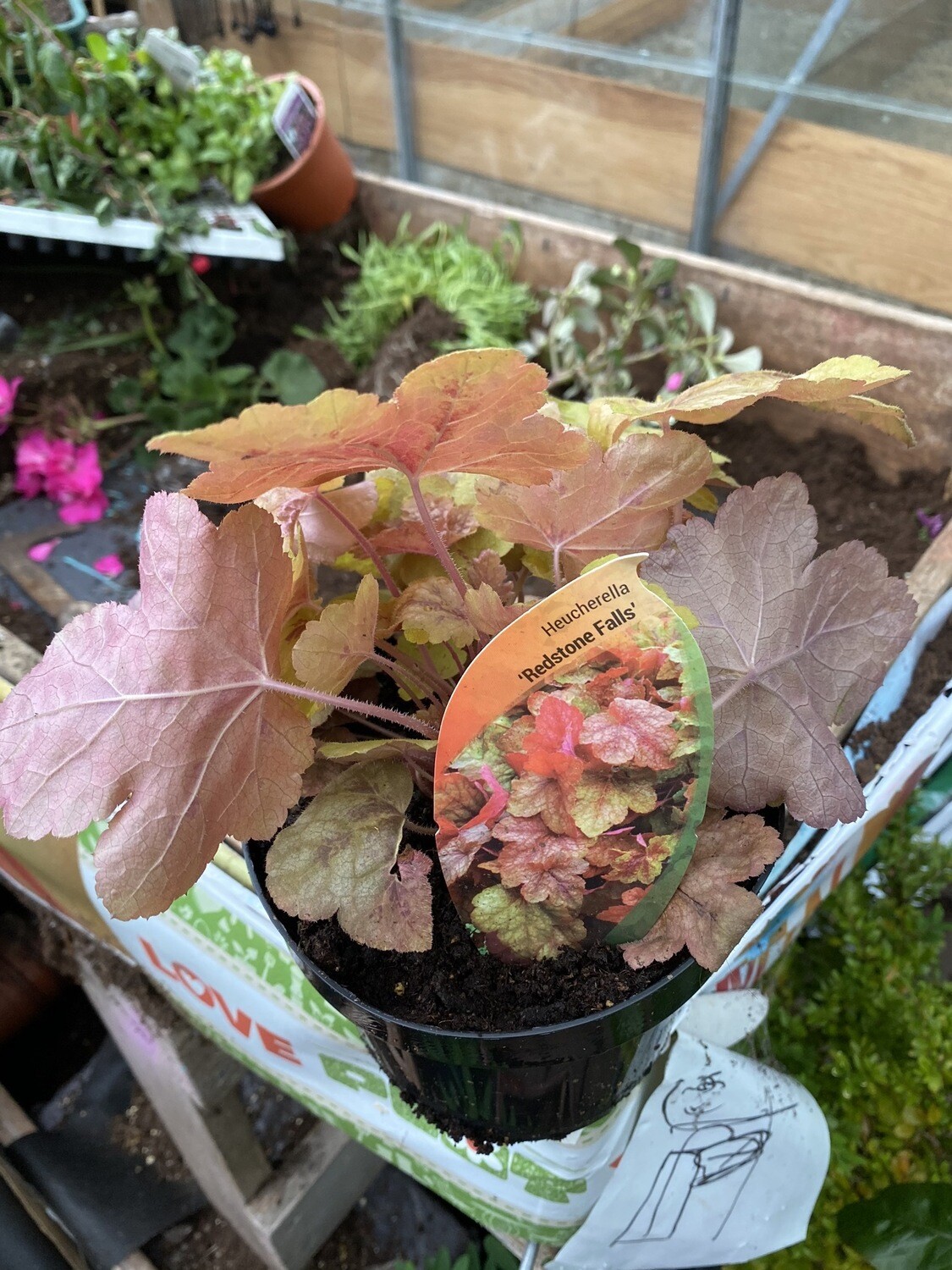 HEUCHERELLA 'REDSTONE FALLS' a low growing evergreen that is happy spilling out of pots ,baskets or over walls !
