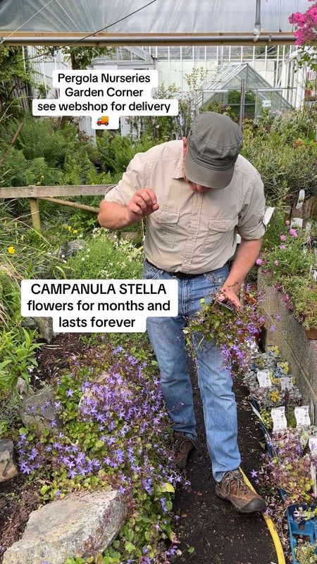 Campanula Stella ,BELLFLOWER flowers non stop from June Until October and thrives on total neglect Winter hardy and lasts for years Starry violet blue flowers