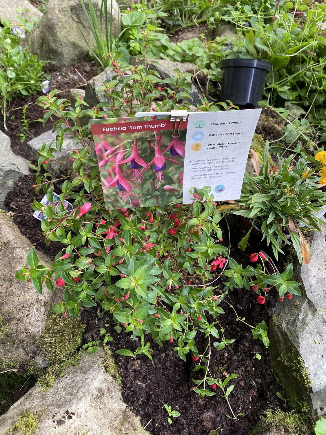 FUCHSIA TOM THUMB winter hardy dwarf fuchsia that flowers from June Until October ,.Perfect for pots ,beds or rockeries!