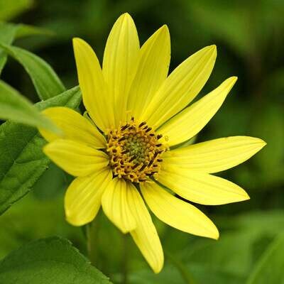 HELIANTHUS -LEMON QUEEN Perennial Sunflower PRUNED BACK READY FOR PLANTING ..will flower from next year summer and autumn.