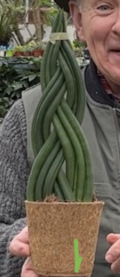 Sanseveria/Sansevieria Braided African Spear Plait in Coco Pot