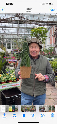 Sanseveria/Sansevieria Braided African Spear Plait in Coco Pot