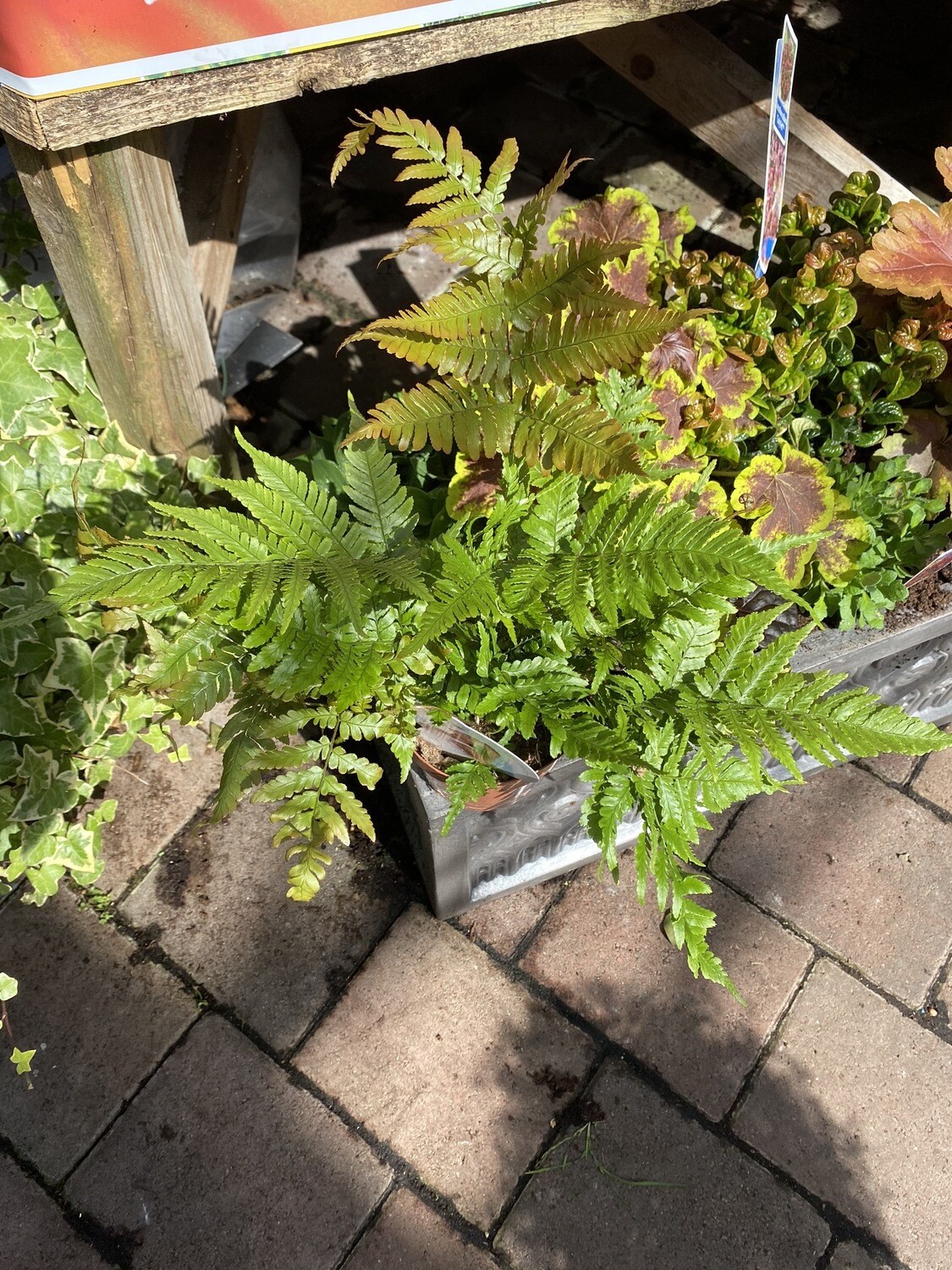 AUTUMN FERN fronds are colourful in autumn and spring ...red ,orange ,pink shades and attractive unfurling fronds in spring!