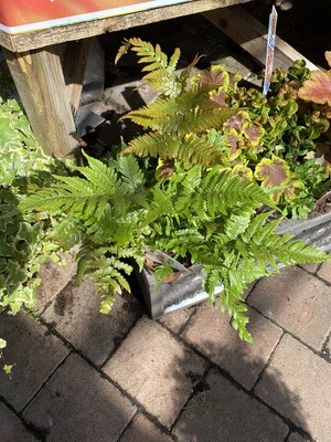 AUTUMN FERN fronds are colourful in autumn and spring ...red ,orange ,pink shades and attractive unfurling fronds in spring!