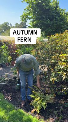 AUTUMN FERN fronds are colourful in autumn and spring ...red ,orange ,pink shades and attractive unfurling fronds in spring!