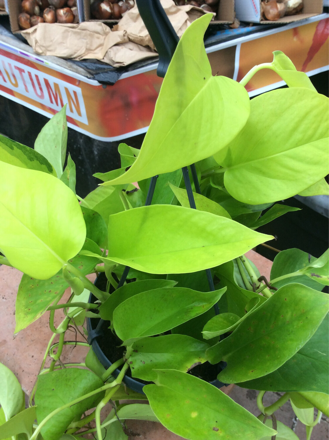 GOLDEN SCINDAPSUS indoor trailing Golden Devils Ivy a plant  that is ideal in position out of full sun!.....ALL IRELAND DELIVERY