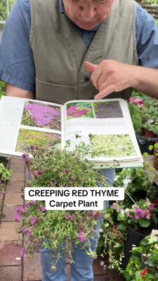 Creeping Red/Pink Thyme a carpet thyme that is smothered in deep pink flowers Loved by bees and butterflies . Lasts for years ... Loves spreading banks or spilling over walls and kerbs Creeping Red/Pink Thyme a carpet thyme that is smothered in deep pink flowers Loved by bees and butterflies . Lasts for years ... Loves spreading banks or spilling over walls and kerbs