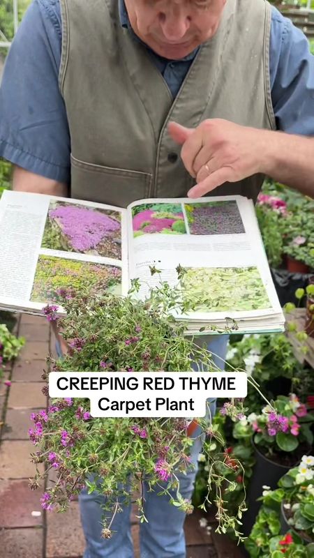 Creeping Red/Pink Thyme a carpet thyme that is smothered in deep pink flowers Loved by bees and butterflies . Lasts for years ... Loves spreading banks or spilling over walls and kerbs Creeping Red/Pink Thyme a carpet thyme that is smothered in deep pink flowers Loved by bees and butterflies . Lasts for years ... Loves spreading banks or spilling over walls and kerbs