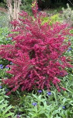 Cytisus - Broom 'Boskoop Ruby' tough hardy shrub that thrives on neglect. Ruby red fragrant flowers in summer . Happy in full sun or half shade.