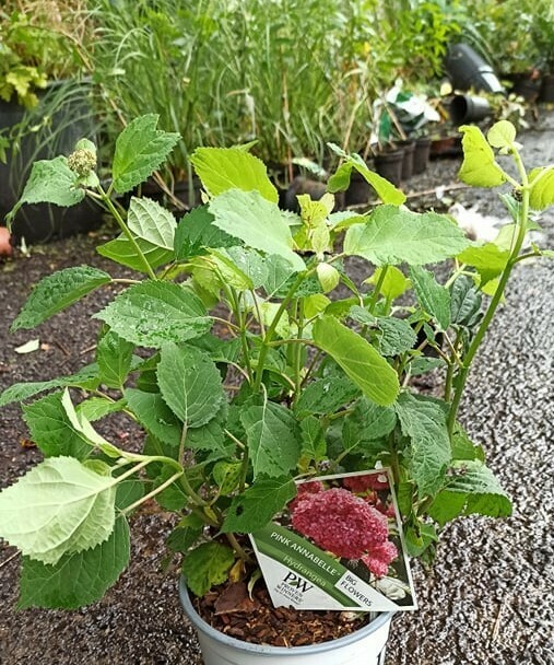 Hydrangea 'Pink Annabelle'