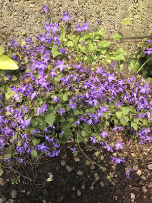 - Blue Serbian Bellflower ,tough carpet plant . Loves spreading on banks or spilling over walls and kerbs . Blue star like flowers from May until November ..winter hardy and lasts forever - Blue Serbian Bellflower ,tough carpet plant . Loves spreading on banks or spilling over walls and kerbs . Blue star like flowers from May until November ..winter hardy and lasts forever