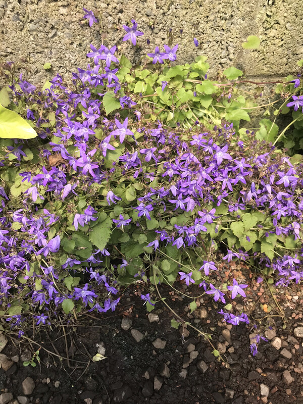 - Blue Serbian Bellflower ,tough carpet plant . Loves spreading on banks or spilling over walls and kerbs . Blue star like flowers from May until November ..winter hardy and lasts forever