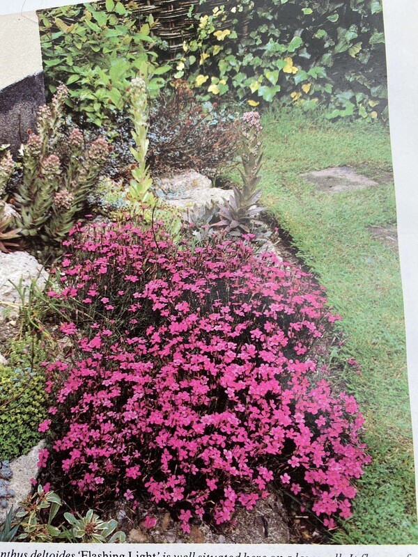 Dianthus Flashing Light tough carpet plant that spreads flat, perfect spreading on banks and spilling over walls or kerbs .Red flowers from June until September.Winter hardy and lasts for years. Dianthus Flashing Light tough carpet plant that spreads flat, perfect spreading on banks and spilling over walls or kerbs .Red flowers from June until September.Winter hardy and lasts for years.