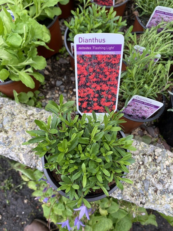 Dianthus Flashing Light tough carpet plant that spreads flat, perfect spreading on banks and spilling over walls or kerbs .Red flowers from June until September.Winter hardy and lasts for years.