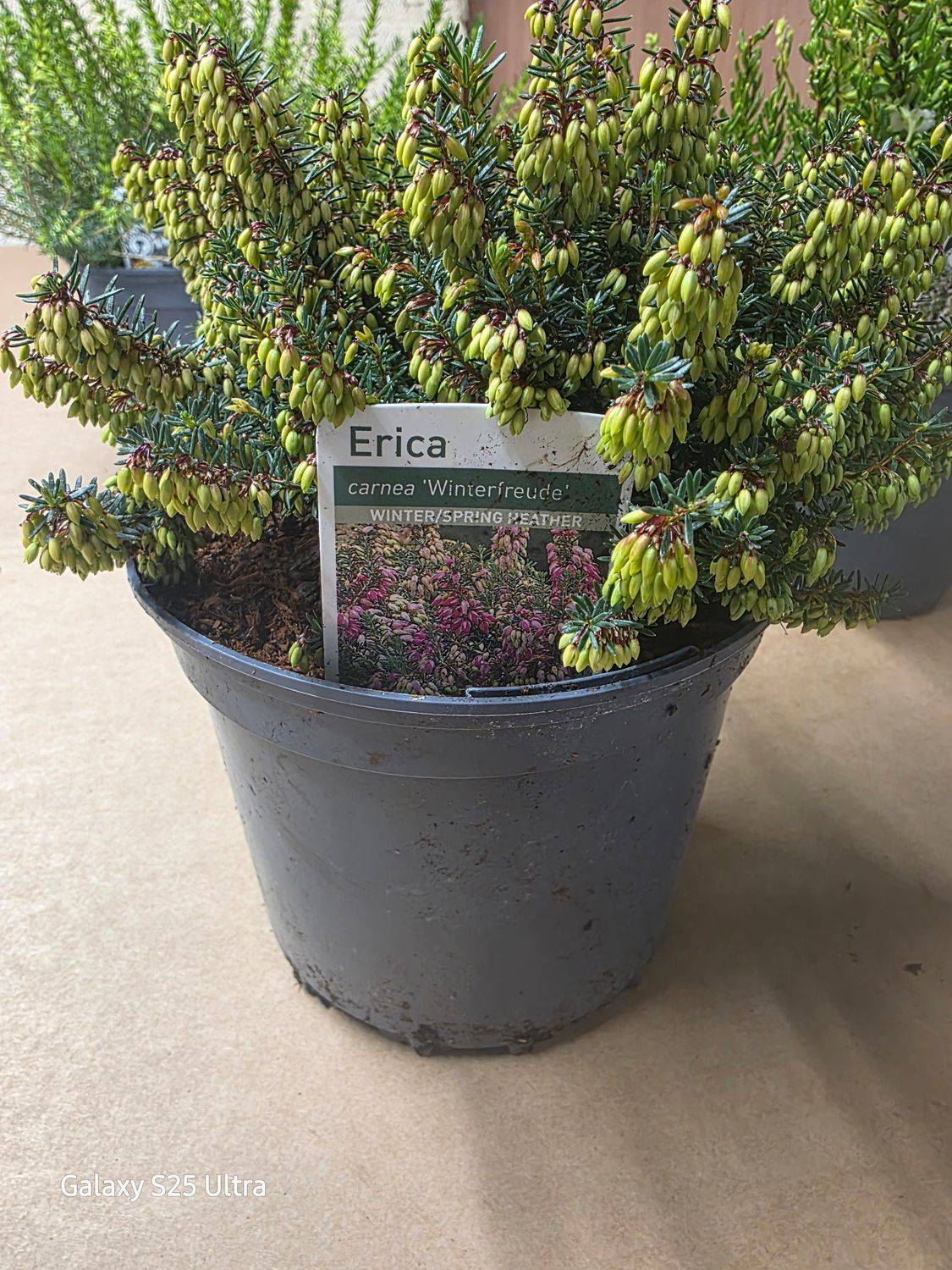 Erica Carnea 'Winterfreude'' winter/spring flowering
