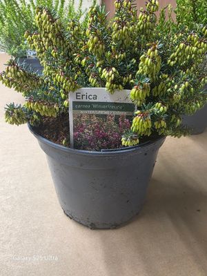 Erica Carnea 'Winterfreude'' winter/spring flowering