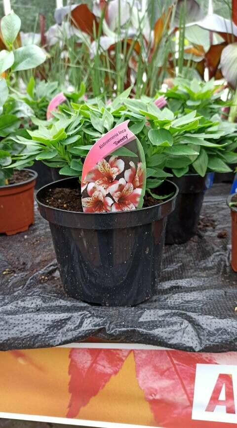 Alstroemeria Inca 'Sweety'