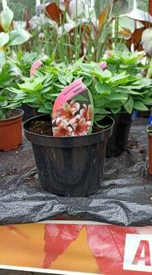 Alstroemeria Inca 'Sweety'