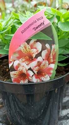Alstroemeria Inca 'Sweety'