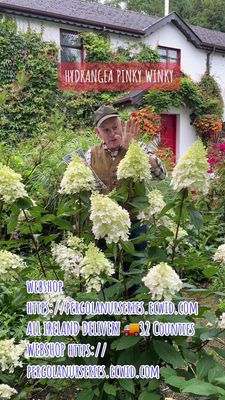 Hydrangea Pinky Winky