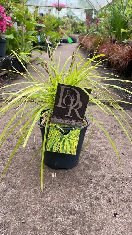 Carex Everillo ,A brightly coloured evergreen ornamental grass that is happy in pots or beds. Winter hardy and lasts for years