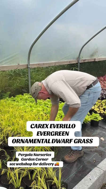 Carex Everillo ,A brightly coloured evergreen ornamental grass that is happy in pots or beds. Winter hardy and lasts for years