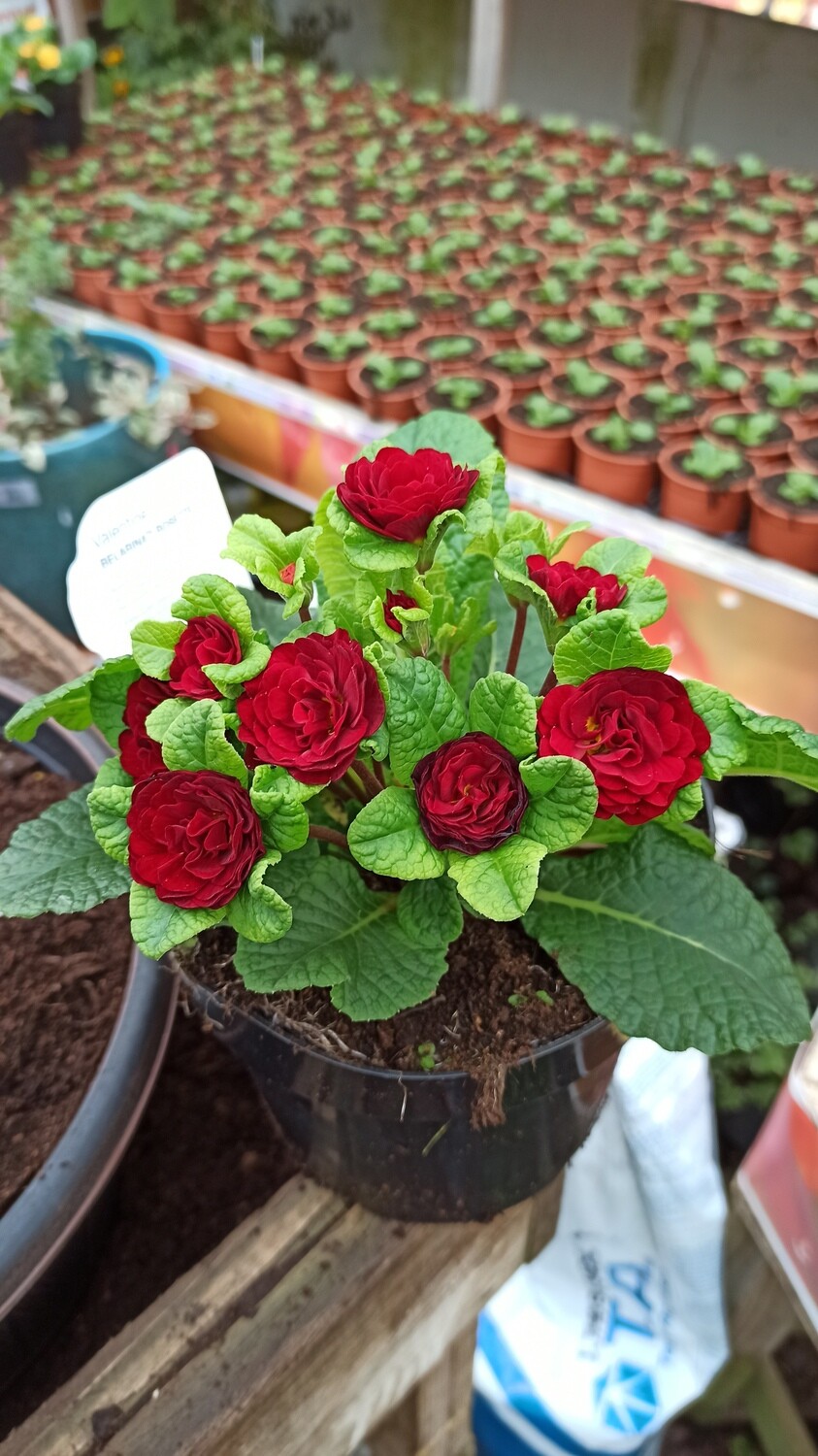 Primula Belarina 'Valentine' ... winter hardy Primula that flowers from July Until end of October and again from February until June.