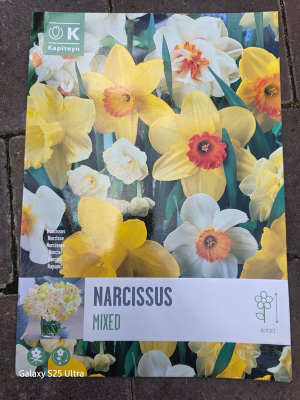 50 Mixed Daffodil Bulbs 