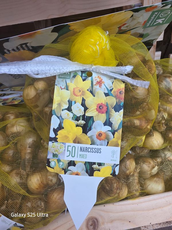 50 Mixed Daffodil Bulbs 