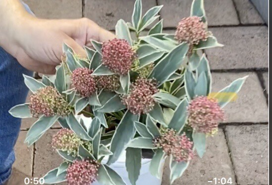 Male Skimmia 'MYSTIC Marlot'