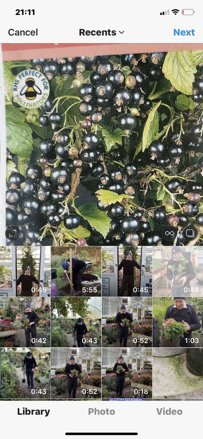 BLACKCURRANT BEN NEVIS is a heavy cropper with large fruit Strong Pot Grown Bushes